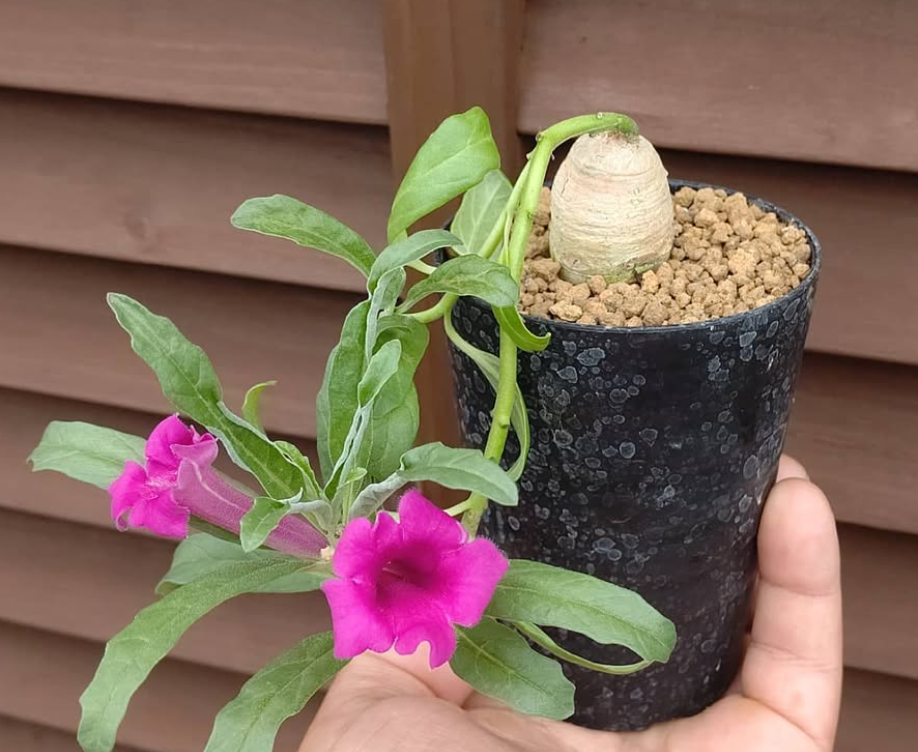 Pterodiscus Speciosus 6 Pieces Seeds