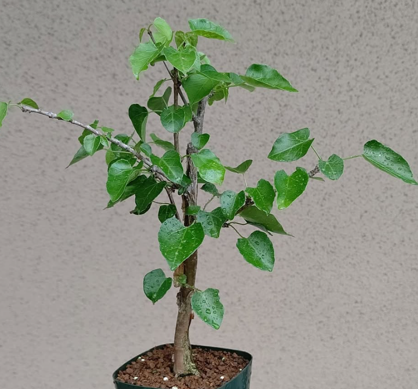 Jatropha cordata 5 Pieces Seeds