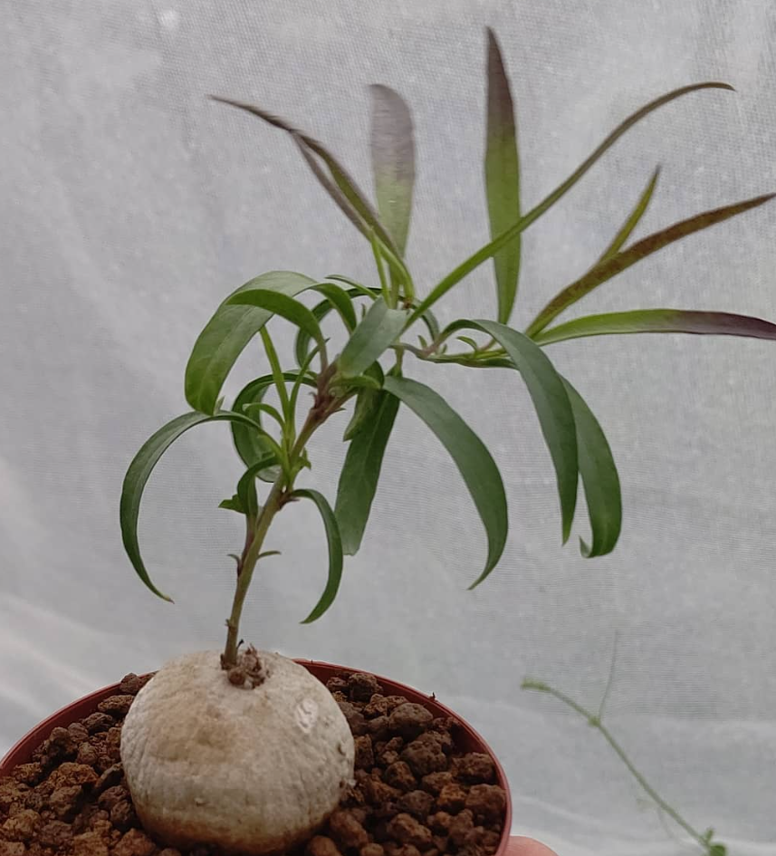 Ipomoea Simplex 5 Pieces Seeds