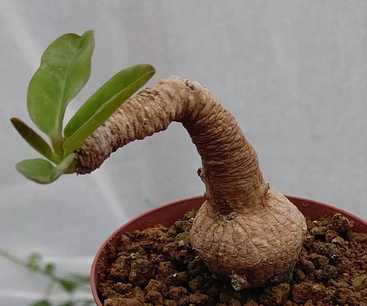 Euphorbia Brunellii 4 Pieces Seeds