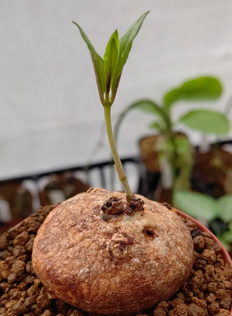Raphionacme Globosa 5 Pieces Seeds