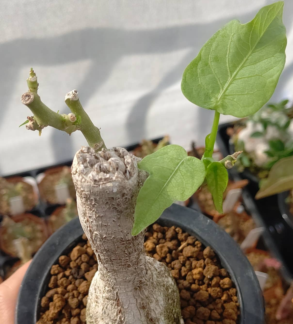 Adenia Viridiflora 6 Pieces Seeds