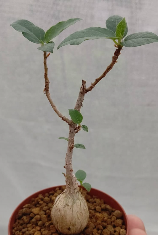 Ficus cordata 10 Pieces Seeds