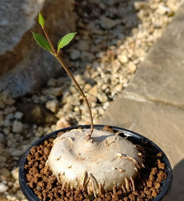 Ceropegia multiflorum 5 Pieces Seeds