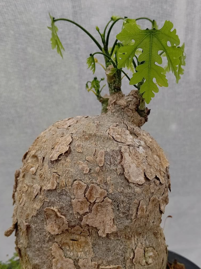 Adenia Metamorpha 6 Pieces Seeds