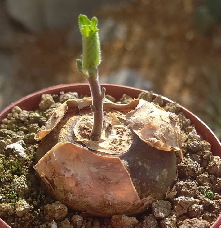 Dorstenia verdickii 7 Pieces Seeds
