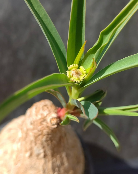 Euphorbia Trichadenia 3 Pieces Seeds