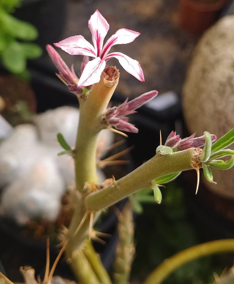 Pachypodium succulentum 10 Pieces Seeds