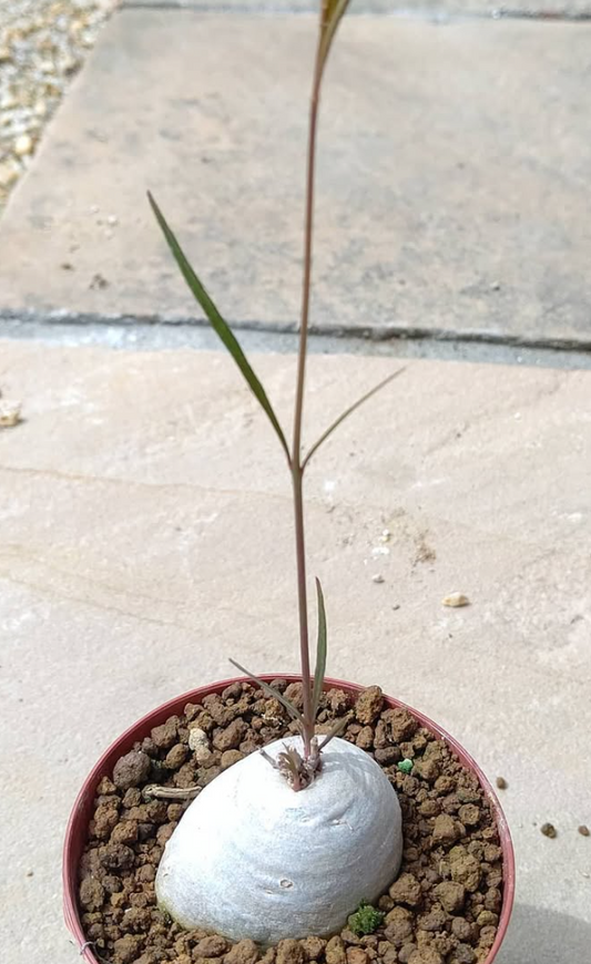 Brachystelma filifolium 4 Pieces Seeds