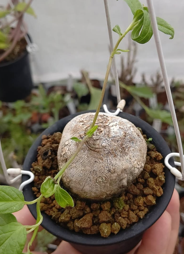 Merremia sp nova 6 Pieces Seeds