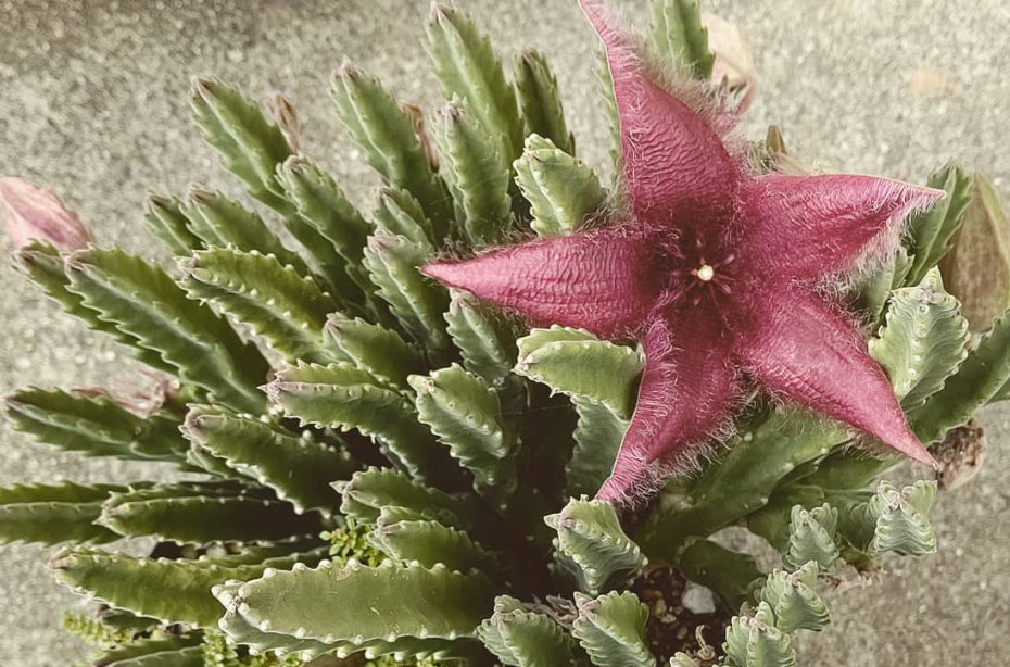 Stapelia ambiqua 6 Pieces Seeds