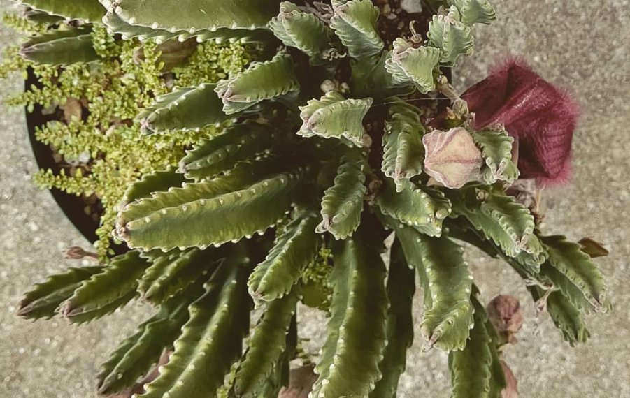 Stapelia ambiqua 6 Pieces Seeds