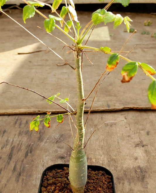 Commiphora paolii 3 Pieces Seeds