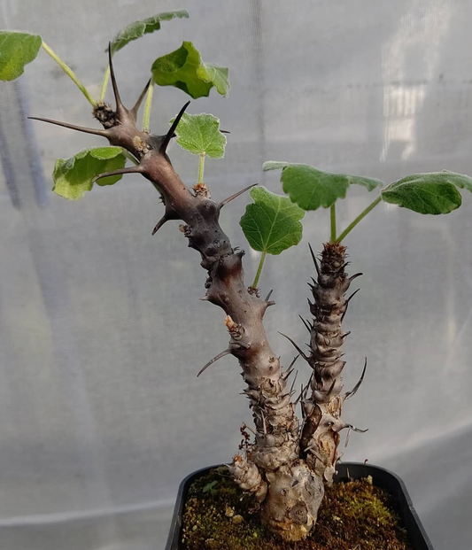 Jatropha Dichtar 7 Pieces Seeds