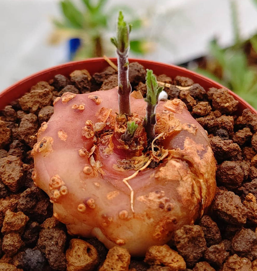 Dorstenia verdickii 7 Pieces Seeds