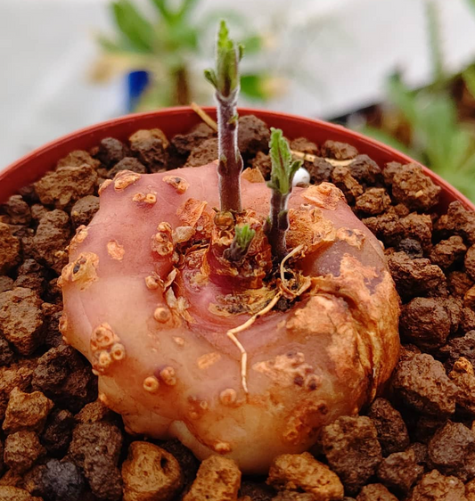 Dorstenia verdickii 7 Pieces Seeds