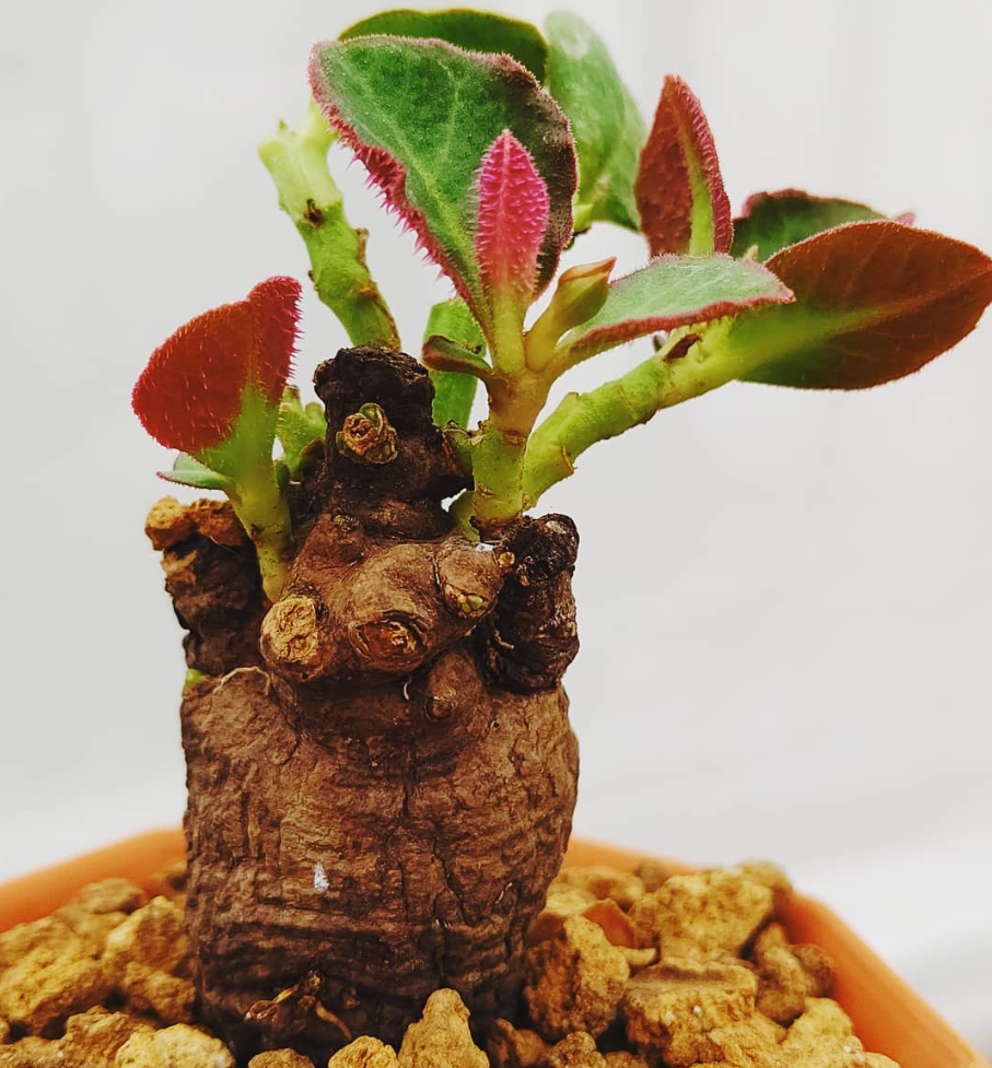Monadenium mafingensis 5 Pieces Seeds