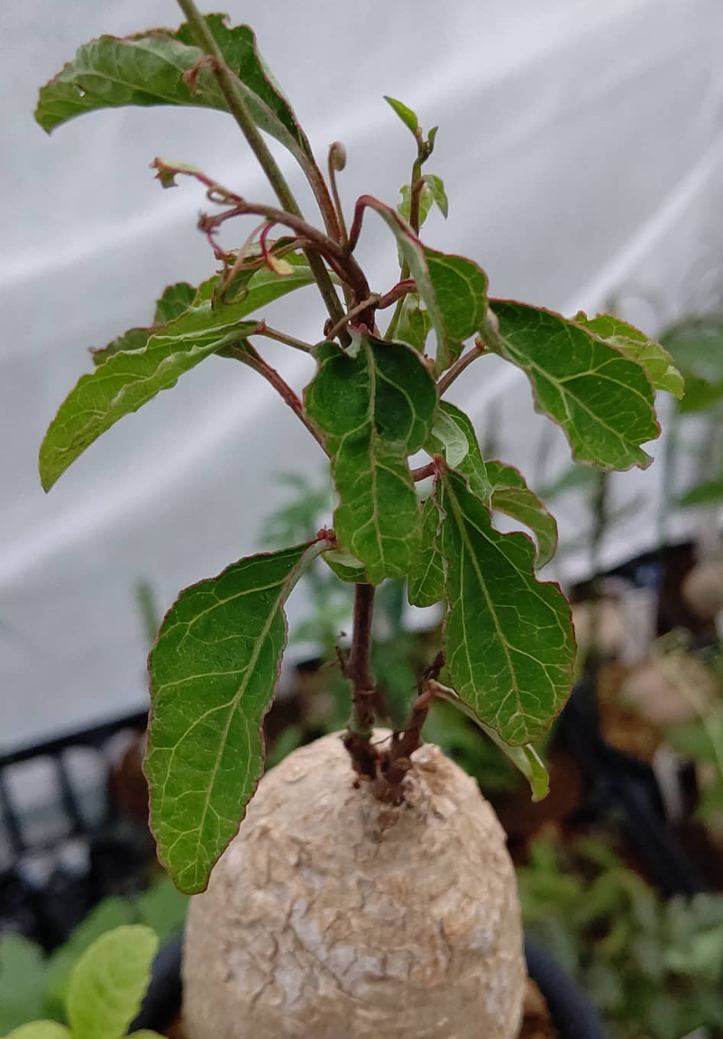 Adenia Lanceolata 5 Pieces Seeds