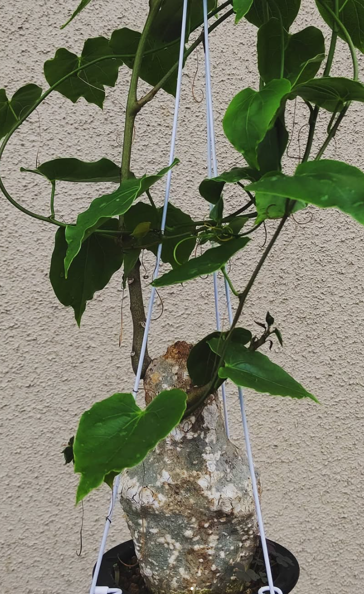 Adenia sp. Madagascar 5 Pieces Seeds