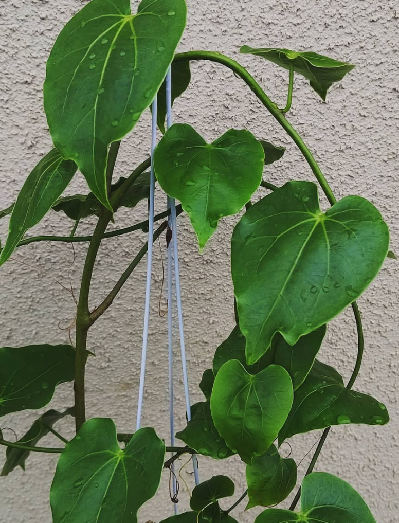 Adenia sp. Madagascar 5 Pieces Seeds