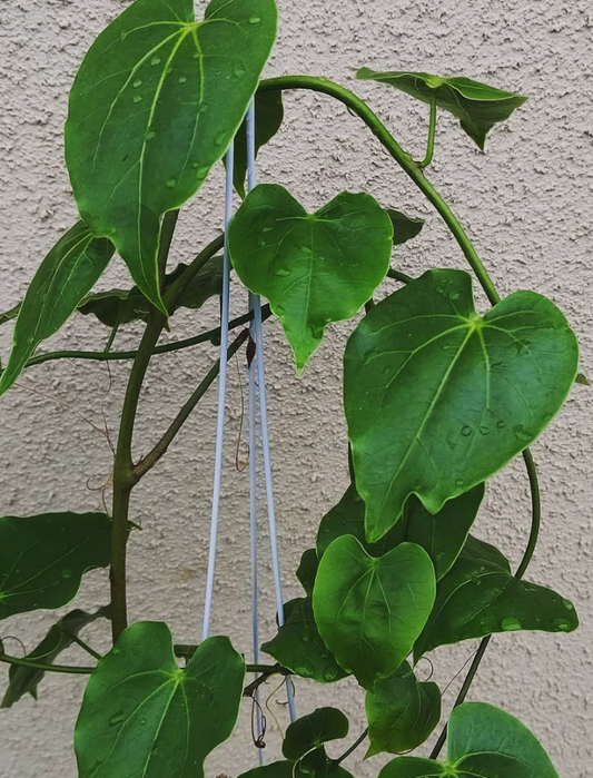 Adenia sp. Madagascar 5 Pieces Seeds