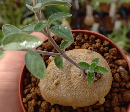 Brachystelma circinatum 4 Pieces Seeds