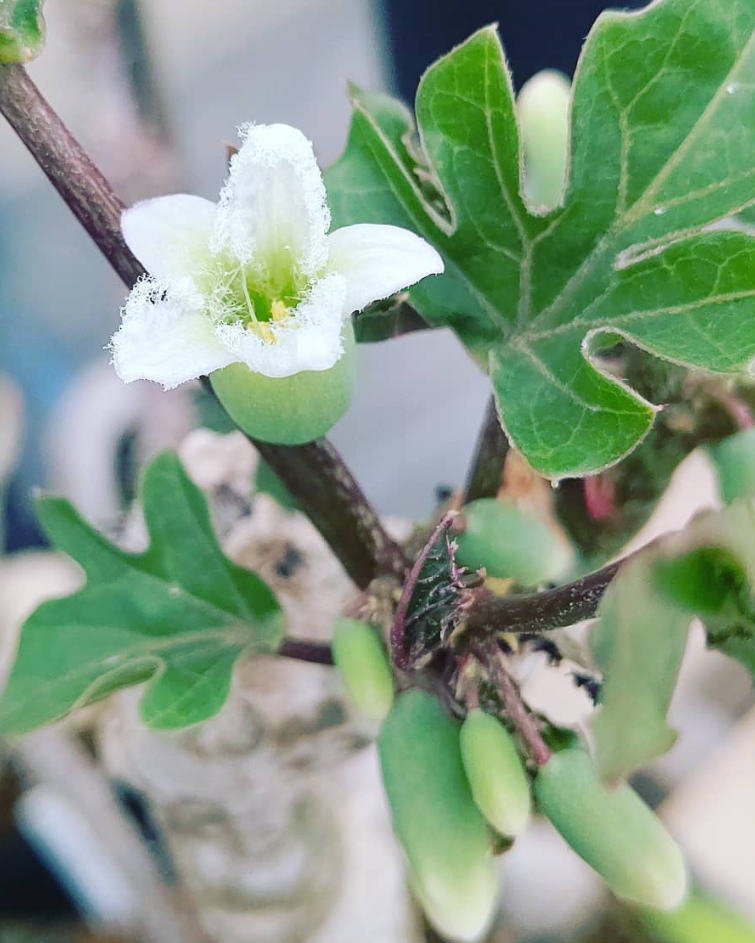 Adenia Volkensii 7 Pieces Seeds