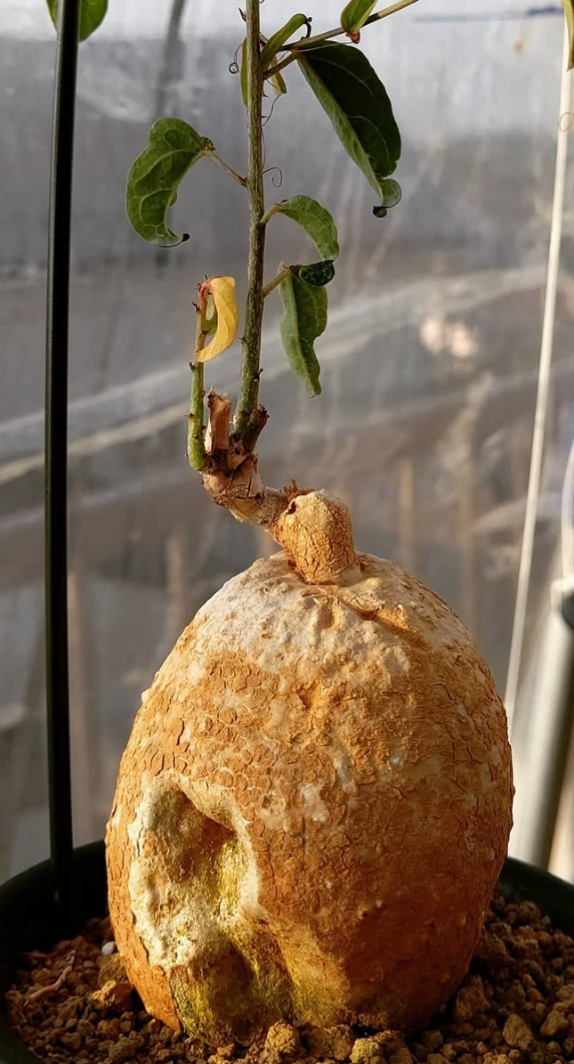 Adenia lanceolata ssp scheffleri 5 Pieces Seeds