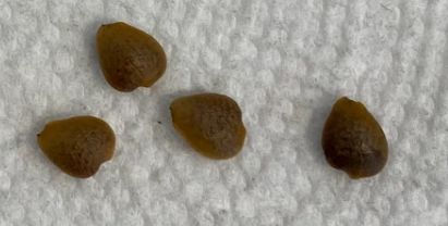 Adenia lanceolata ssp scheffleri 5 Pieces Seeds