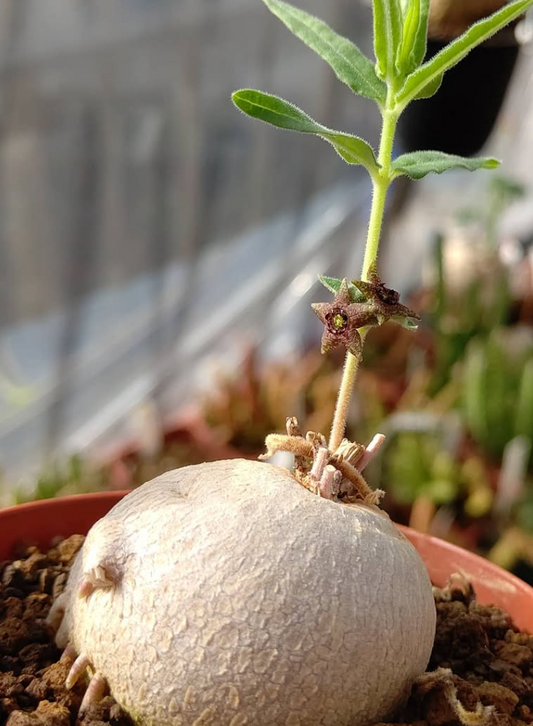 Brachystelma dinteri 4 Pieces Seeds
