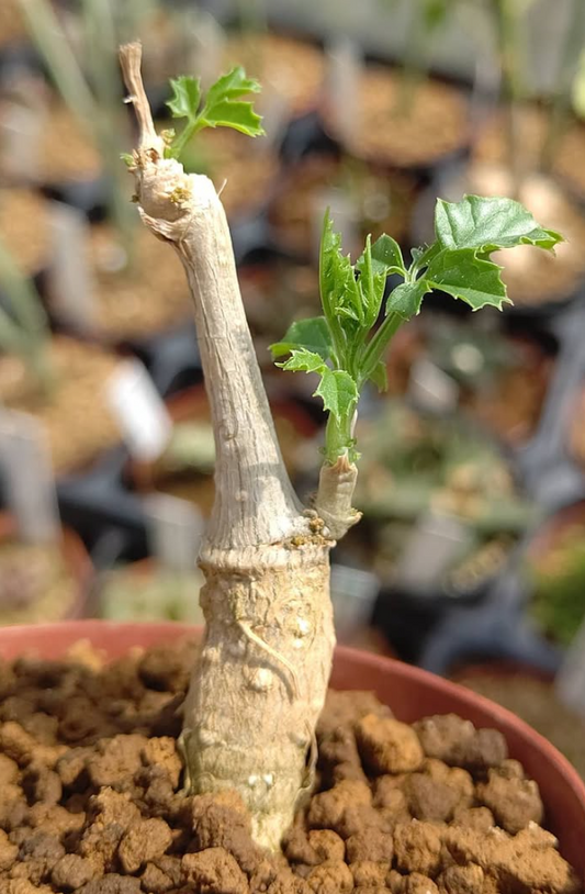Momordica cardiospermoides 6 Pieces Seeds