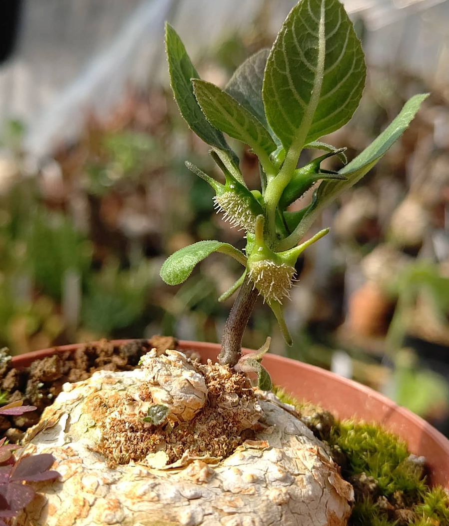 Dorstenia cuspidata v. brinkmaniana 5 Pieces Seeds