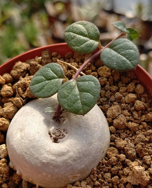 Brachystelma coddii 4 Pieces Seeds