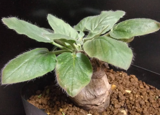 Pelargonium aestivale 3 Pieces Seeds
