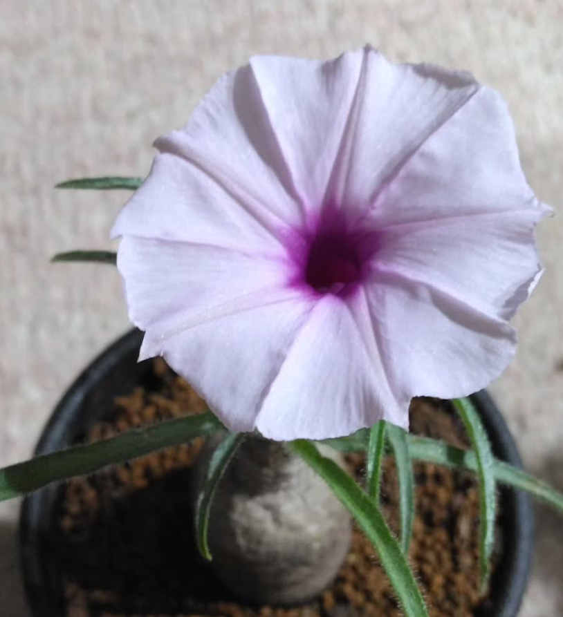 Ipomoea oenotherae 5 Pieces Seeds