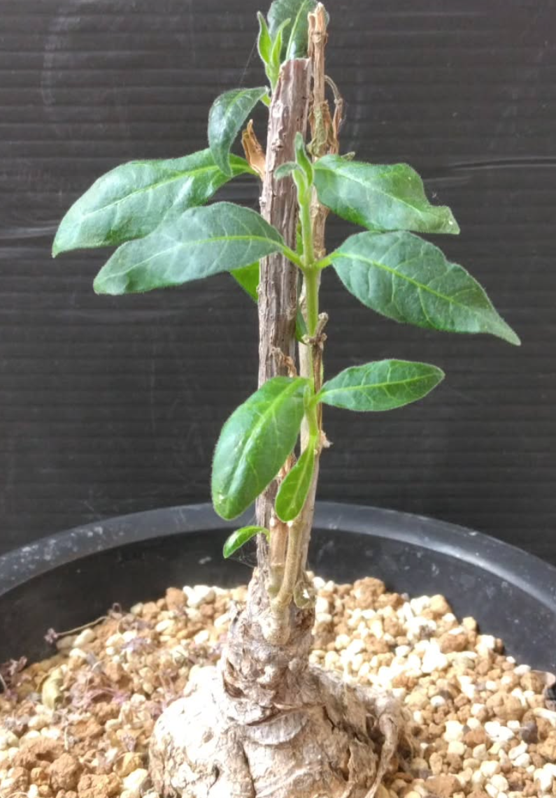 Baseonema gregorii 5 Pieces Seeds