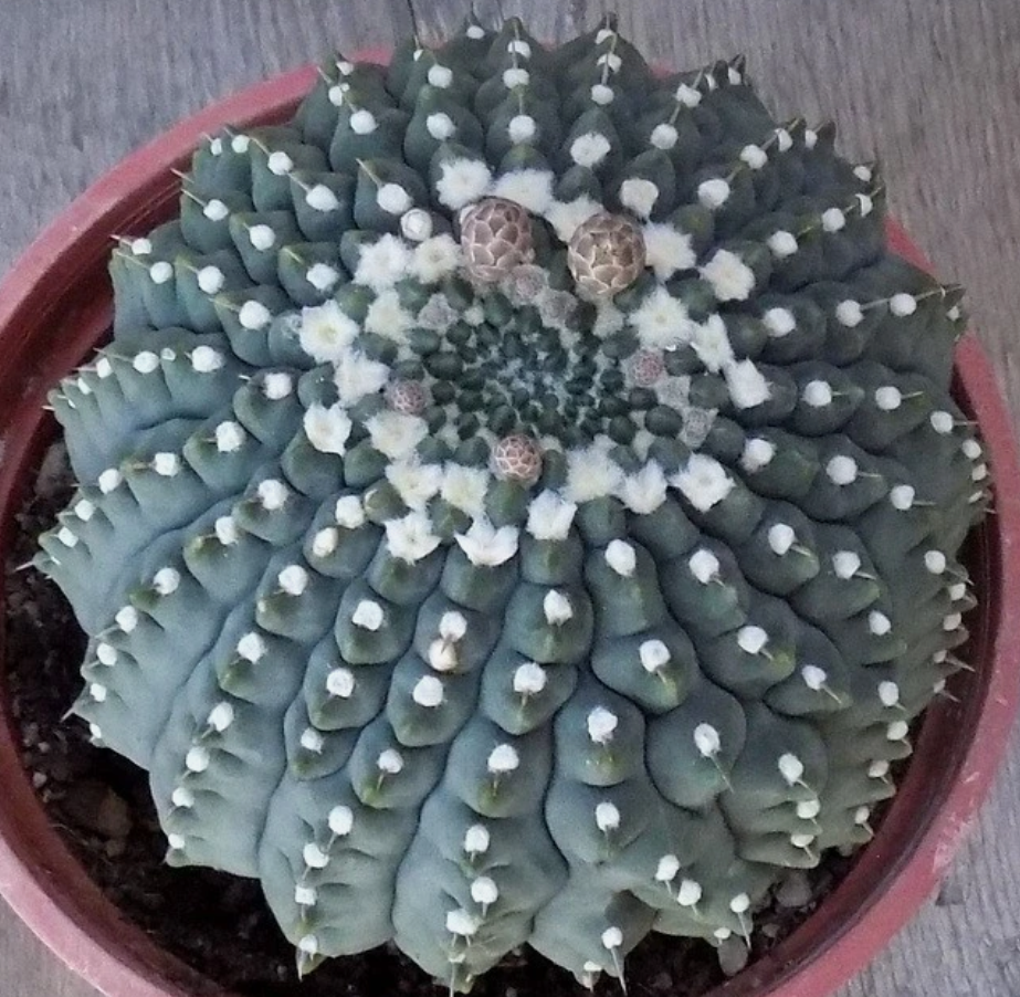 Gymnocalycium vatteri 'Inermis' 10 Pieces Seeds
