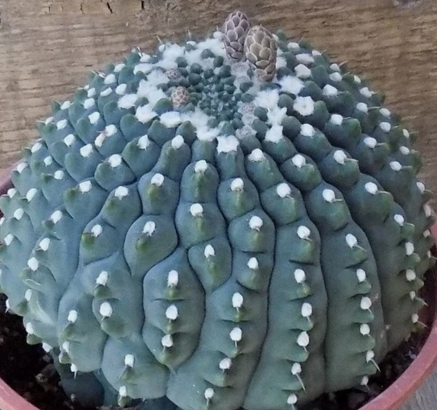 Gymnocalycium vatteri 'Inermis' 10 Pieces Seeds