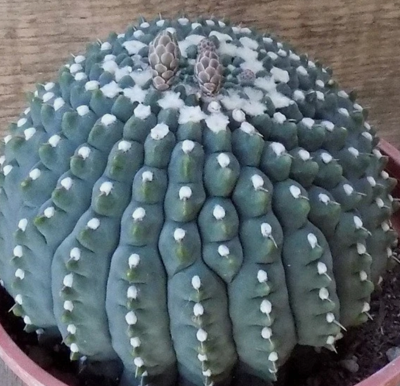 Gymnocalycium vatteri 'Inermis' 10 Pieces Seeds