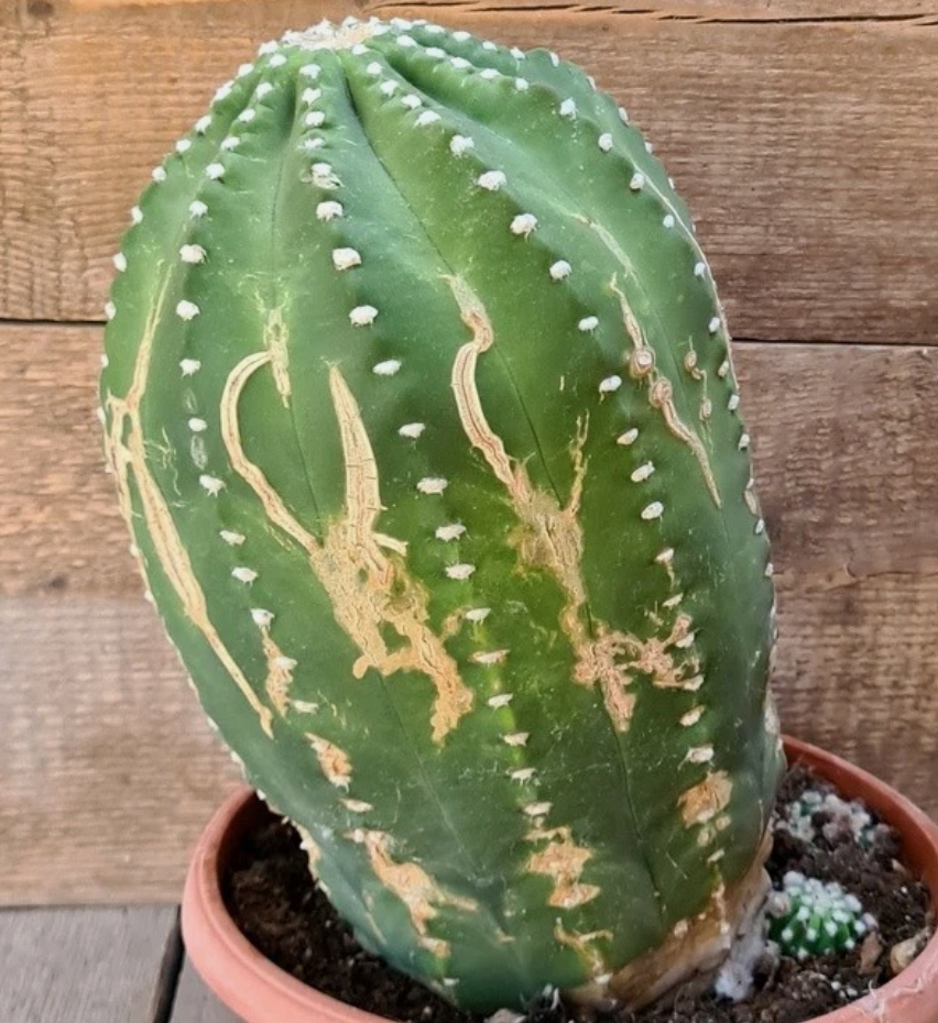 Echinopsis subdenudata 10 Pieces Seeds