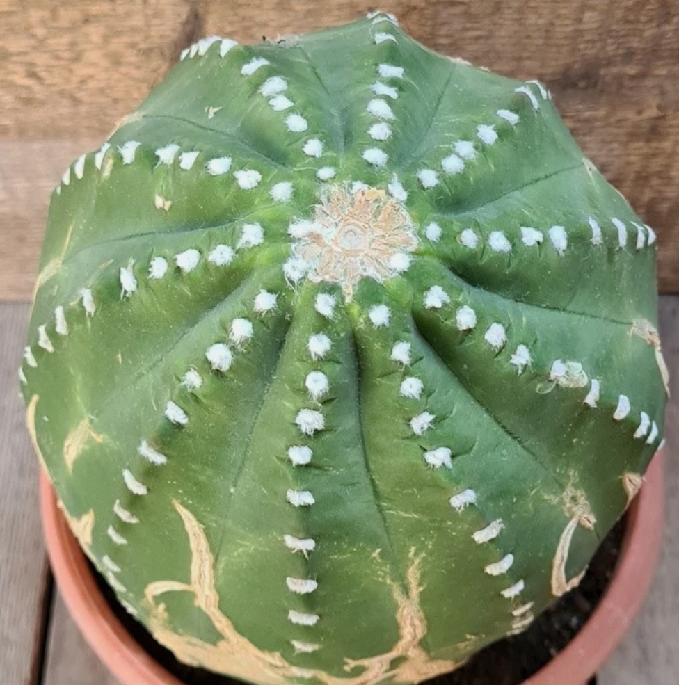 Echinopsis subdenudata 10 Pieces Seeds