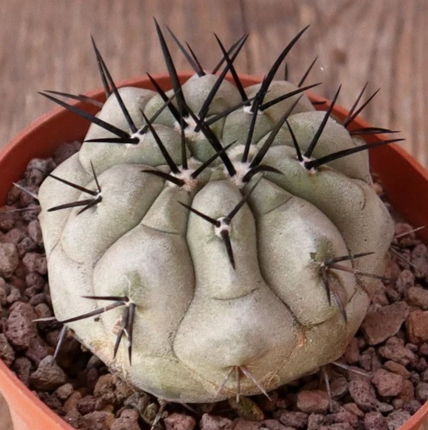 Copiapoa Cinerea Black Spines 10 Pieces Seeds