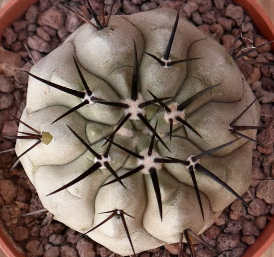 Copiapoa Cinerea Black Spines 10 Pieces Seeds