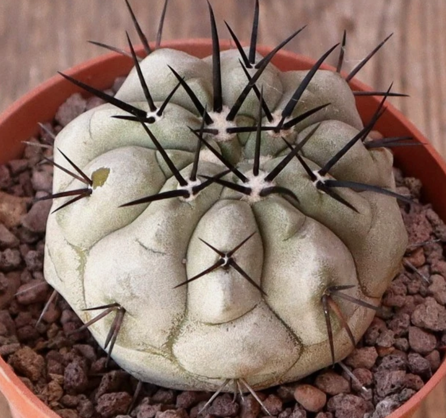 Copiapoa Cinerea Black Spines 10 Pieces Seeds