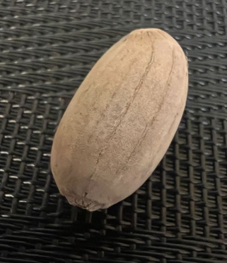 Encephalartos horridus 4 Pieces Seeds