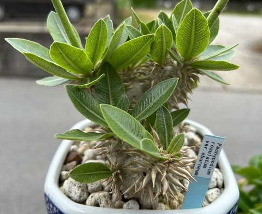 Pachypodium rosulatum var. eburneum 7 Pieces Seeds