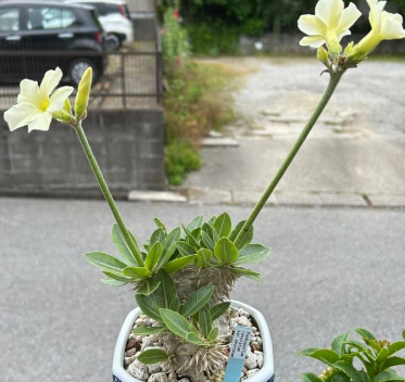 Pachypodium rosulatum var. eburneum 7 Pieces Seeds