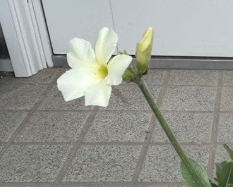 Pachypodium rosulatum var. eburneum 7 Pieces Seeds