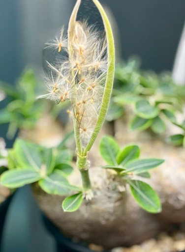 Pachypodium eburneum x gracilis 10 Pieces Seeds