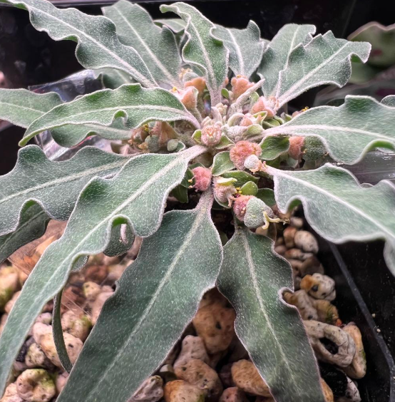 Euphorbia hadramautica 5 Pieces Seeds